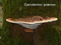 Ganoderma applanatum-amf819